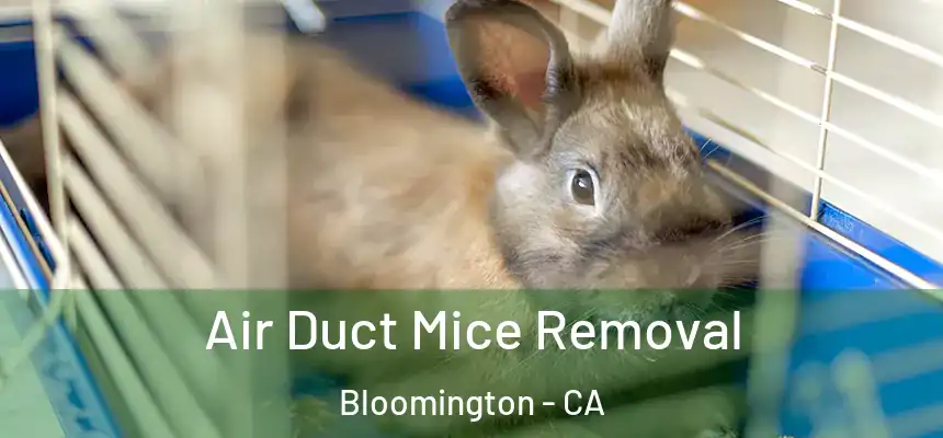  Air Duct Mice Removal Bloomington - CA